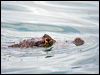 caiman_22864