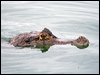 Click here to enter gallery and see photos/pictures/images of Common/Spectacled Caiman