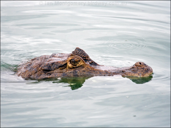 Common or Spectacled Caiman caiman_22866.psd