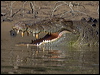 estuarine_crocodile_120340