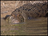estuarine_crocodile_120342