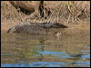 estuarine_crocodile_120347