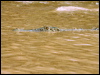 estuarine_crocodile_49356