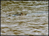 estuarine_crocodile_49358