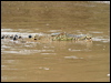 estuarine_crocodile_49365