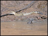 estuarine_crocodile_49817
