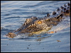 estuarine_crocodile_91907