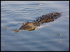 estuarine_crocodile_91909