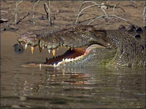 Estuarine Crocodile estuarine_crocodile_120340.psd