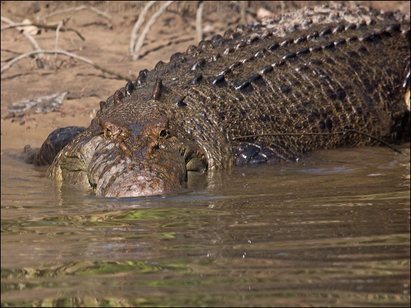 Estuarine Crocodile estuarine_crocodile_120342.psd