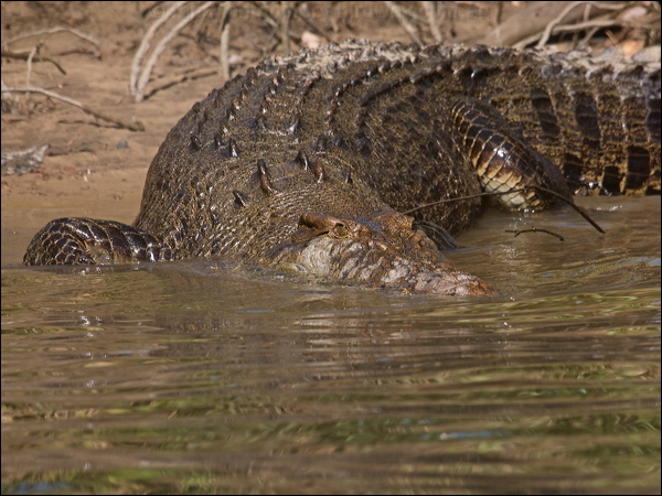 Estuarine Crocodile estuarine_crocodile_120344.psd