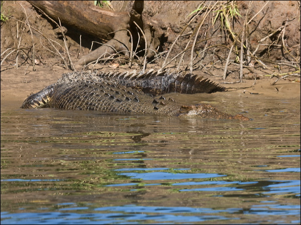Estuarine Crocodile estuarine_crocodile_120347.psd