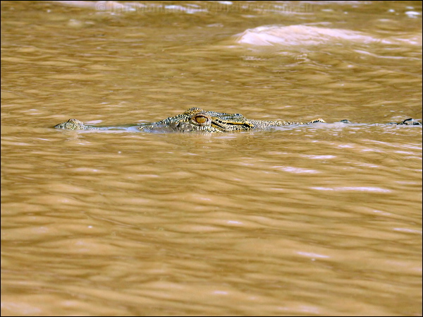 Estuarine Crocodile estuarine_crocodile_49356.psd