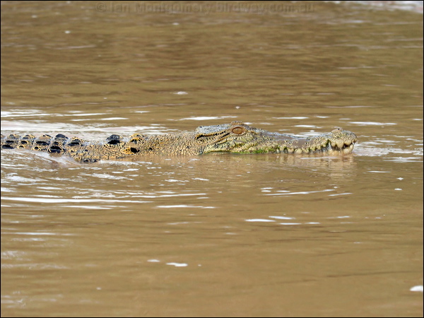 Estuarine Crocodile estuarine_crocodile_49365.psd