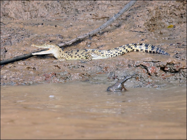 Estuarine Crocodile estuarine_crocodile_49817.psd