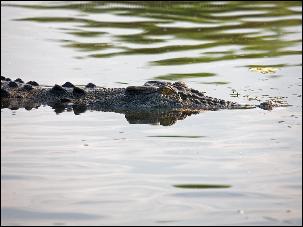 Estuarine Crocodile estuarine_crocodile_91901.psd