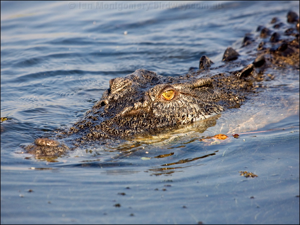 Estuarine Crocodile estuarine_crocodile_91907.psd