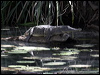 freshwater_crocodile_80839