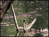 freshwater_crocodile_90971