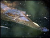 freshwater_crocodile_93762