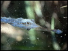 freshwater_crocodile_93764