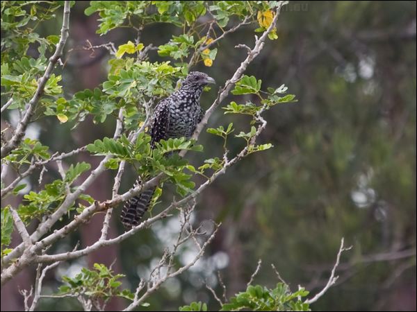 Asian Koel asian_koel_142201.psd