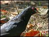 australian_koel_03899