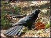 australian_koel_03909
