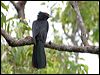 australian_koel_05015
