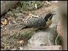 australian_koel_11350