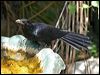 australian_koel_11366