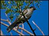 australian_koel_163661