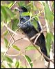 australian_koel_28231