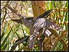 australian_koel_46305