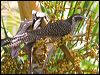 australian_koel_46330