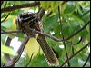 australian_koel_63235