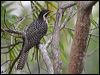 australian_koel_80786