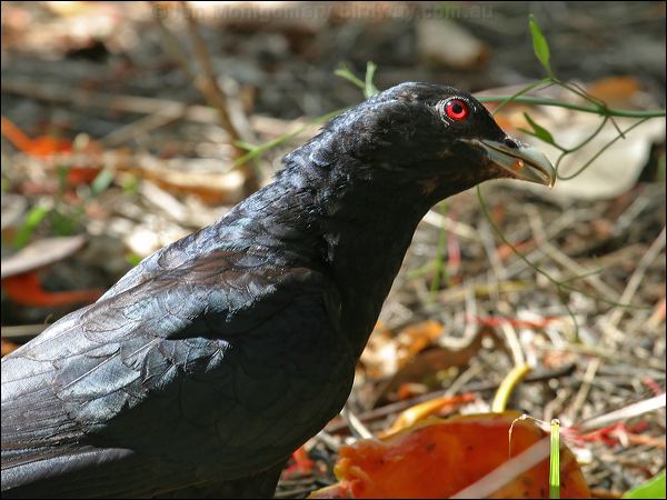 Pacific (Eastern) Koel australian_koel_03899.jpg