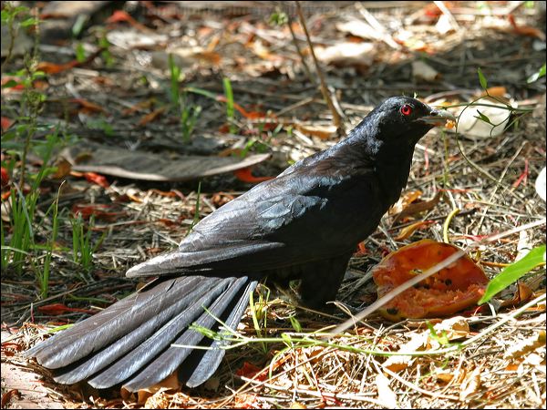Pacific (Eastern) Koel australian_koel_03909.jpg