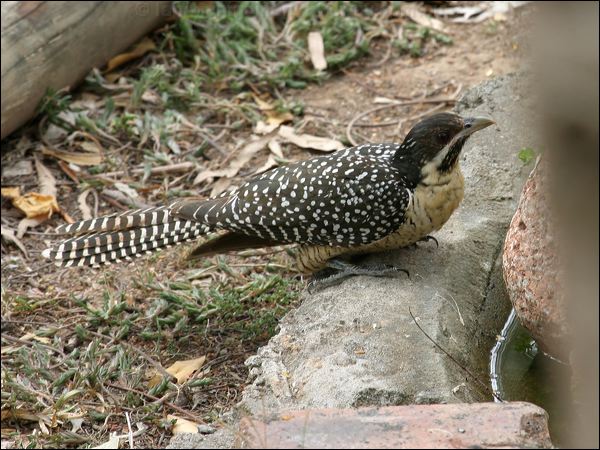 Pacific (Eastern) Koel australian_koel_11350.jpg