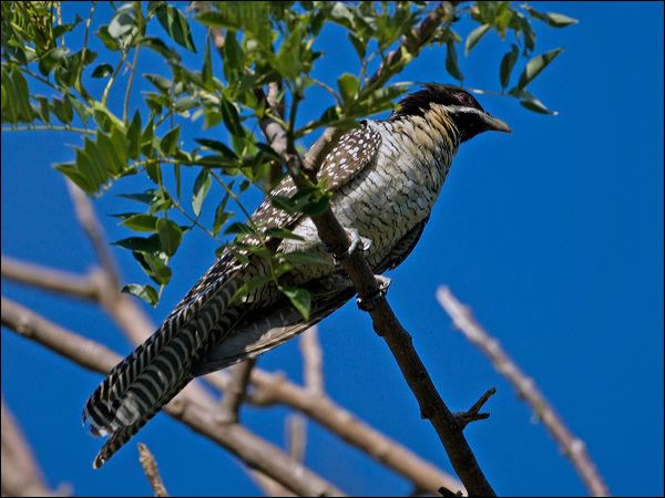 Pacific (Eastern) Koel australian_koel_163661.psd