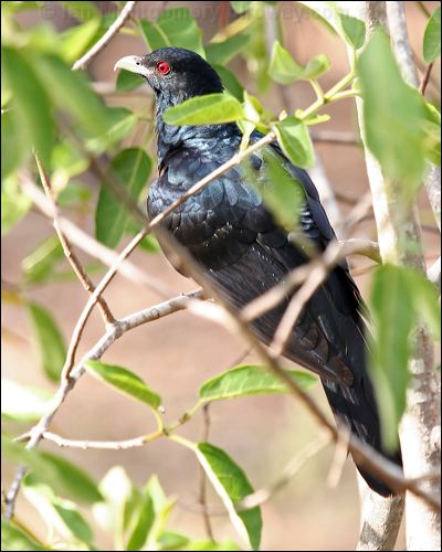 Pacific (Eastern) Koel australian_koel_28231.jpg