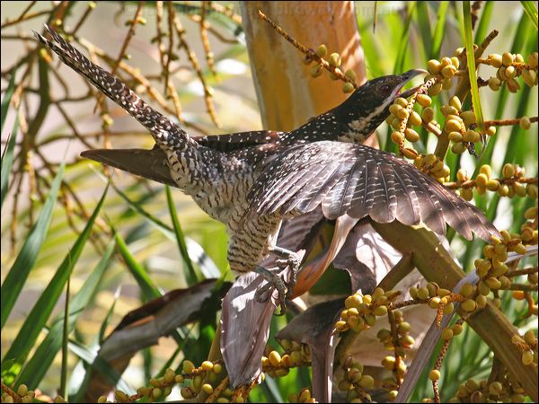 Pacific (Eastern) Koel australian_koel_46305.jpg