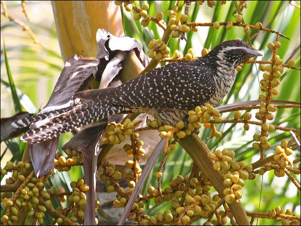 Pacific (Eastern) Koel australian_koel_46330.jpg
