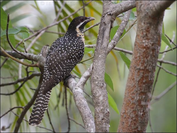 Pacific (Eastern) Koel australian_koel_80786.psd