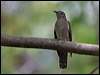 brush_cuckoo_03976