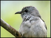 brush_cuckoo_14465