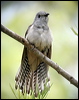 brush_cuckoo_14468
