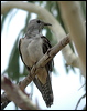 brush_cuckoo_14482
