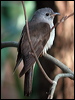 brush_cuckoo_14518